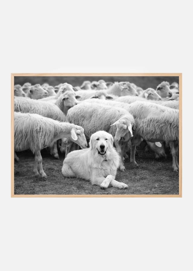 The Boss Постер