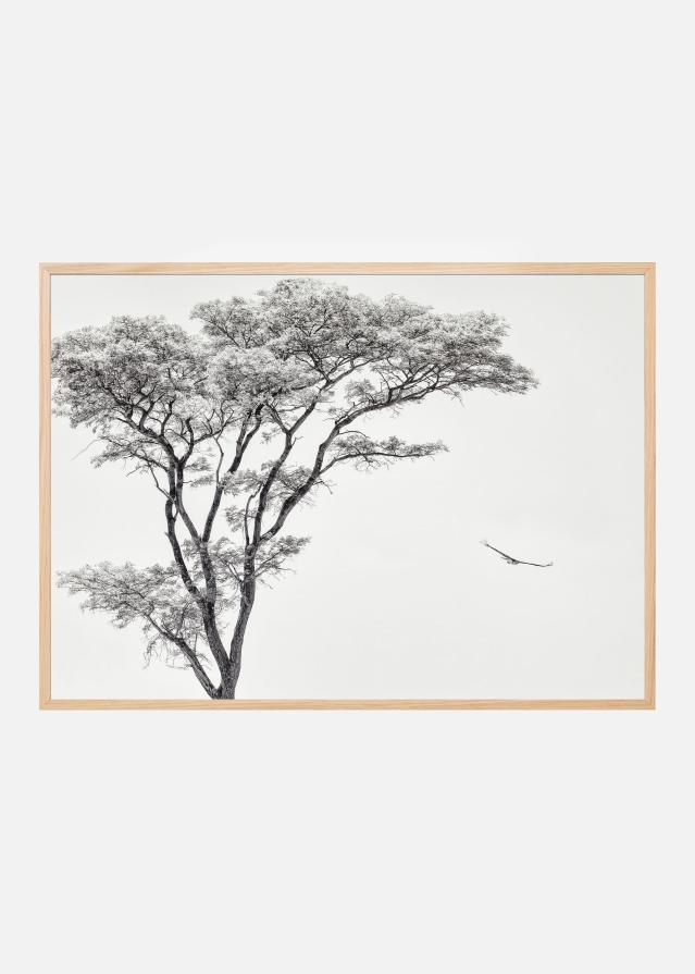 the African eagle Постер