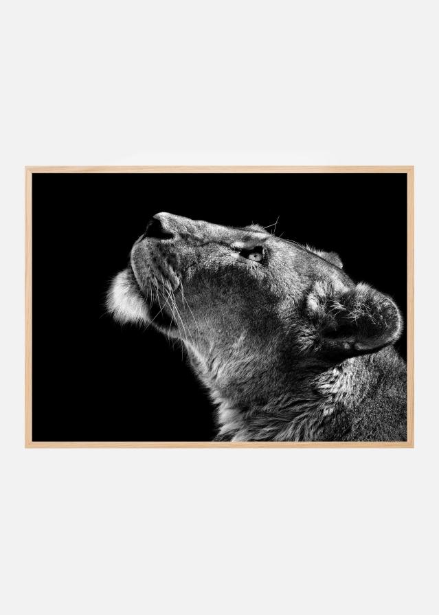 Looking Up Постер