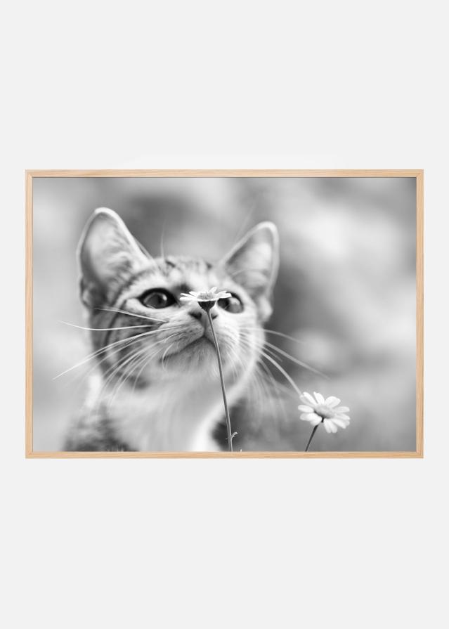 Curious Постер