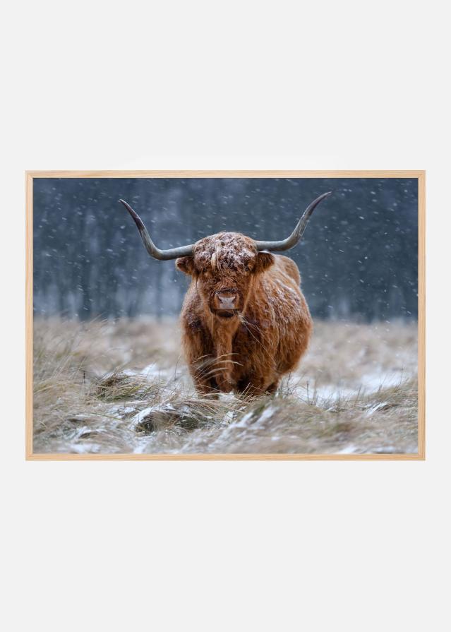 Snowy Highland cow Постер