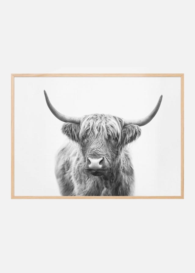 Highland Bull Постер