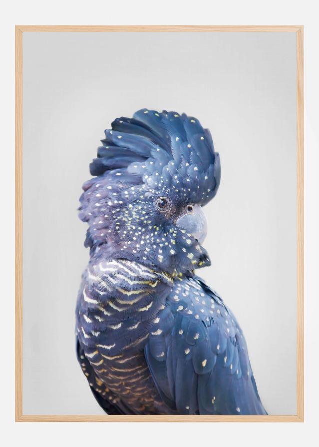 Black Cockatoo Постер