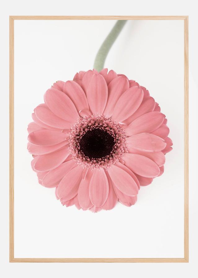 Pink Gerbera II Постер