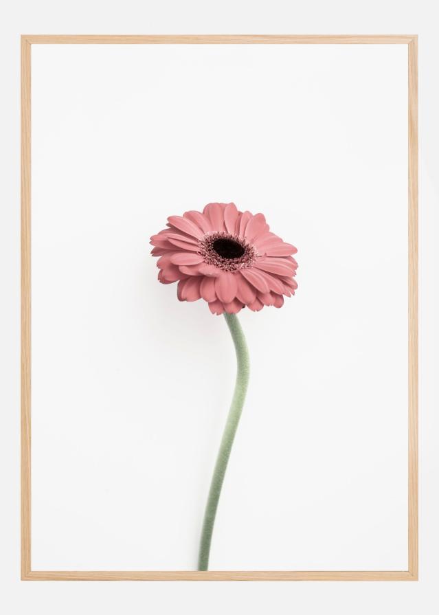 Pink Gerbera Постер