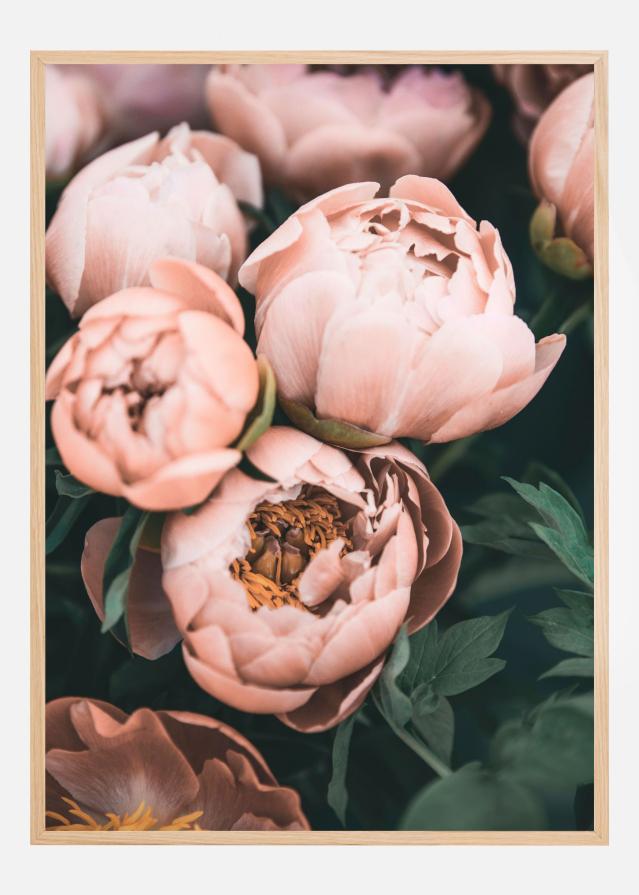 Coral Peonies Постер