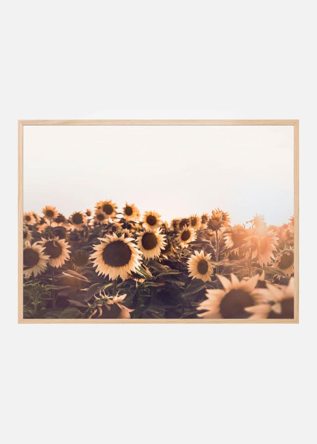 Sunflowers Постер