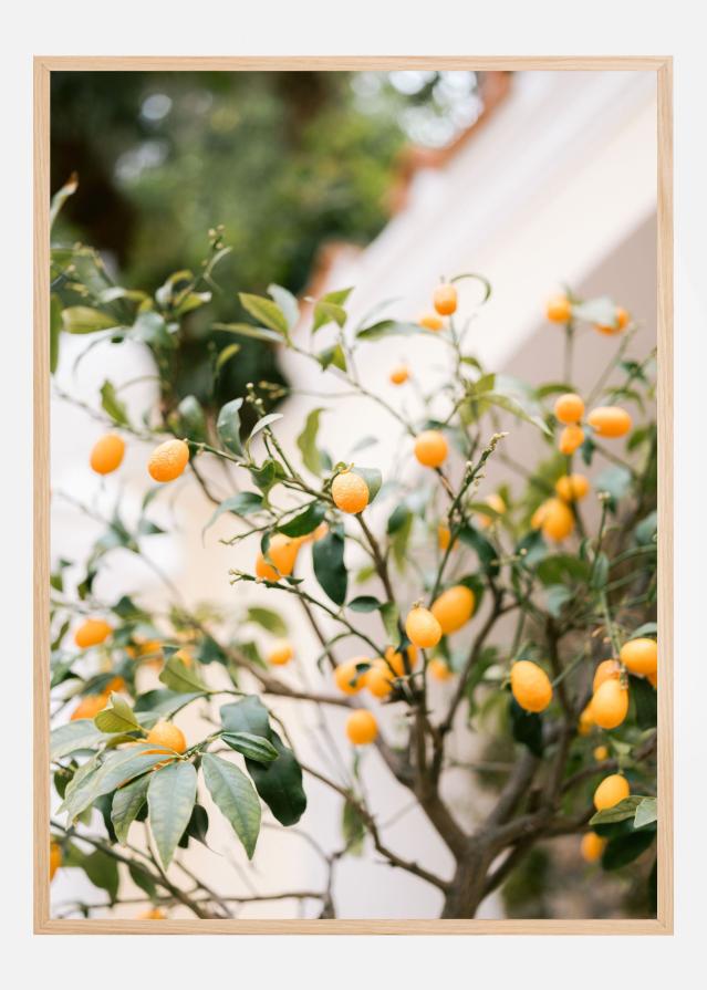 Orange Capri Постер