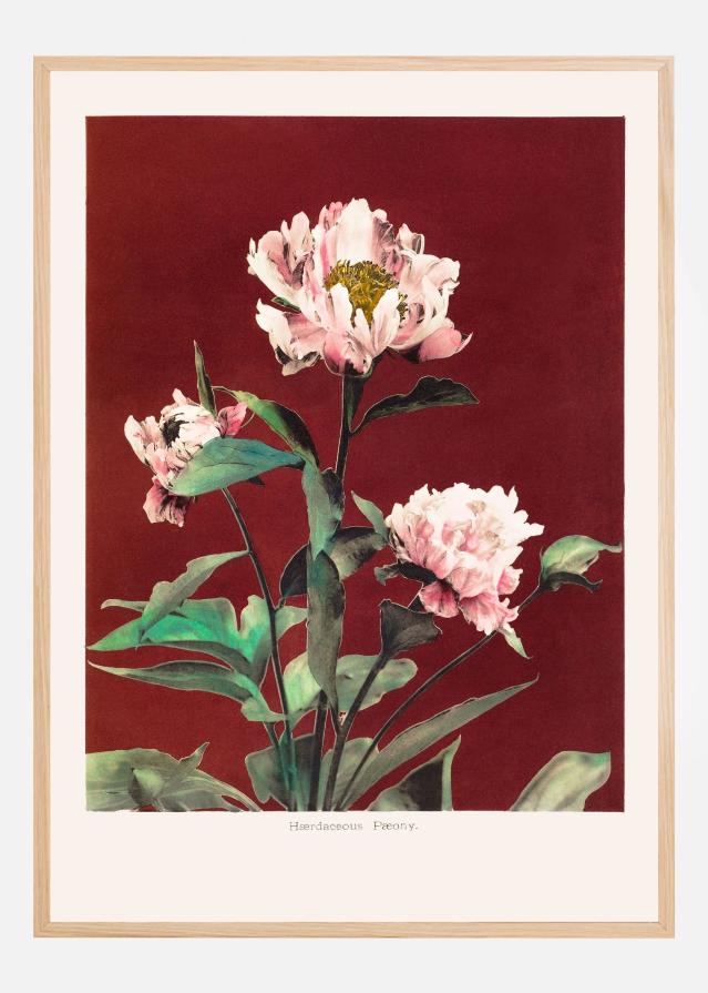 HAbrdaceous Peony no2 Постер