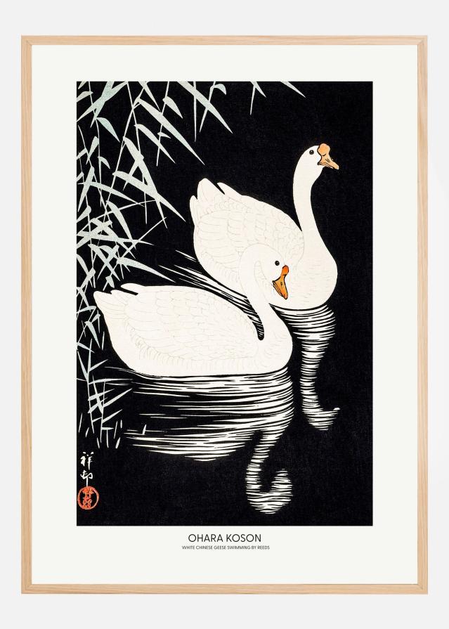 White Chinese Geese Swimming by Reeds Постер