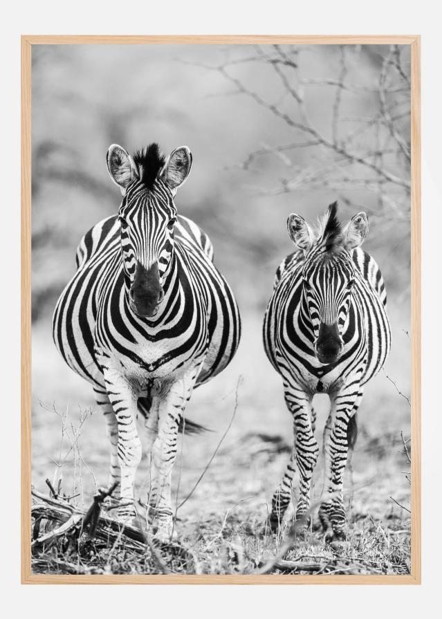 Striped Horse Front On Постер