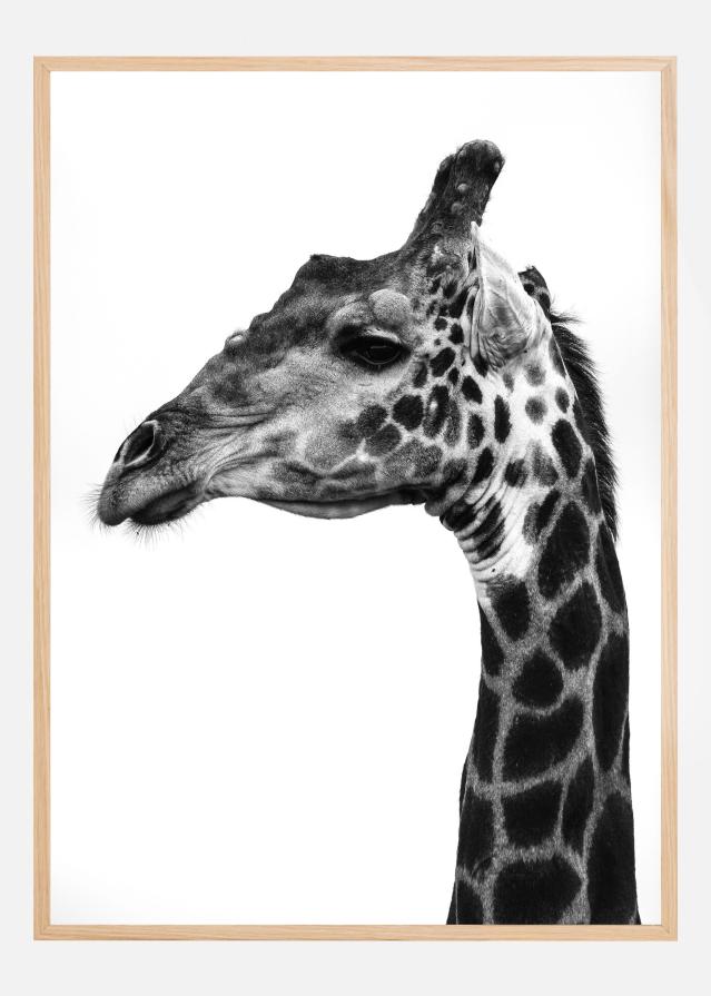 Super Safari No1 Постер