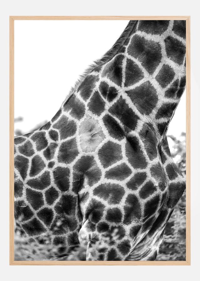 Super Safari No3 Постер