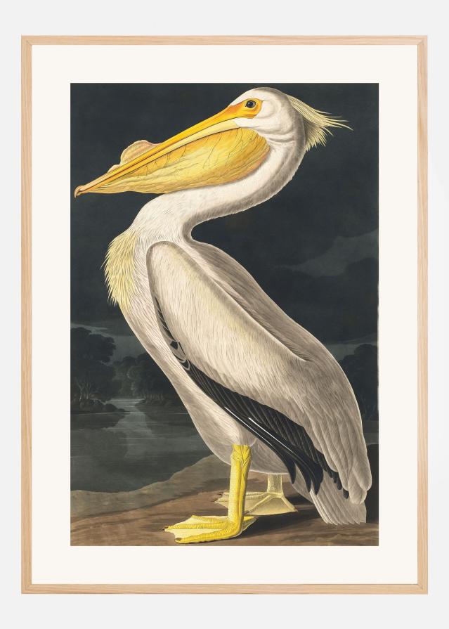 American White Pelican From Birds of America (1827) Постер