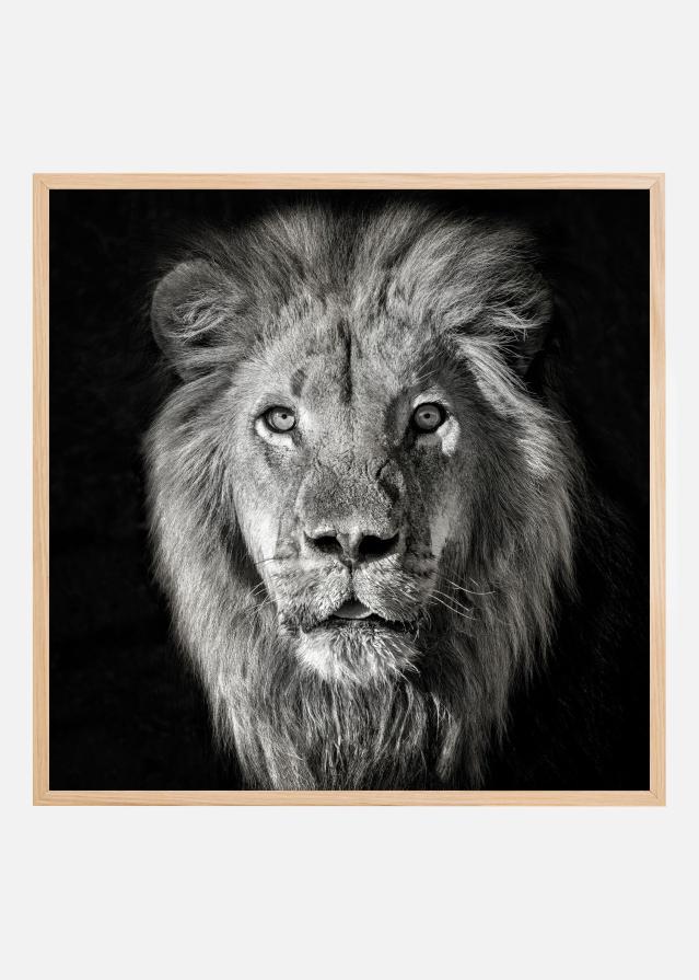 Lion Portrait- Panthera Leo Постер
