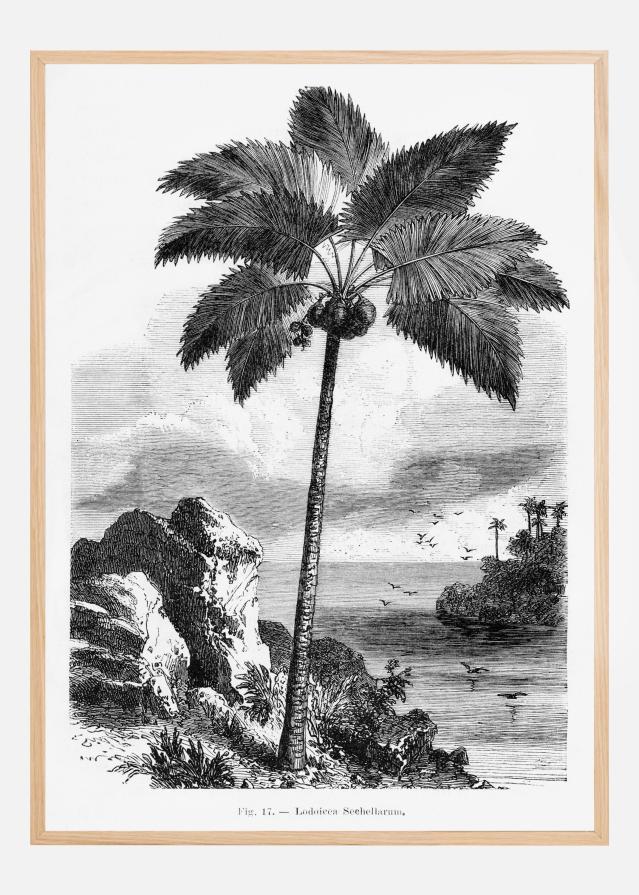 Vintage Palm Tree Drawing I Постер