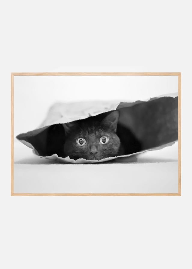 Cat in a bag Постер