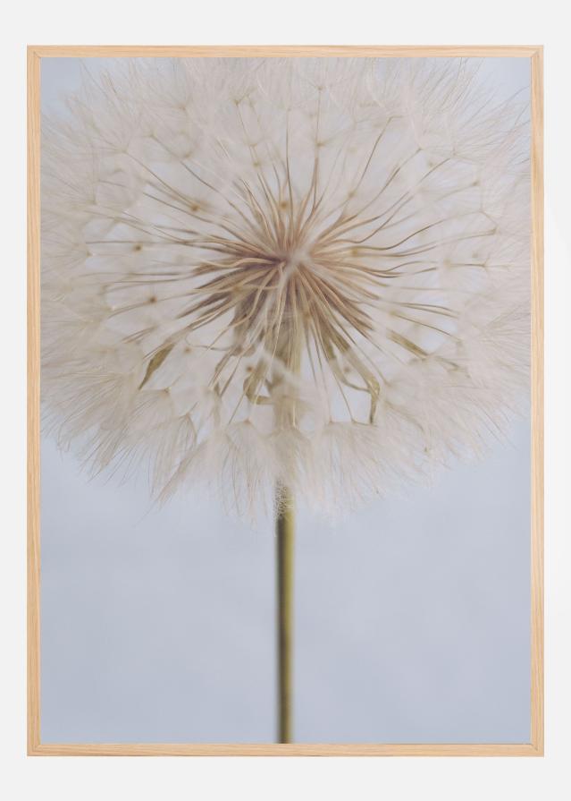 Delicate Dandelion Постер