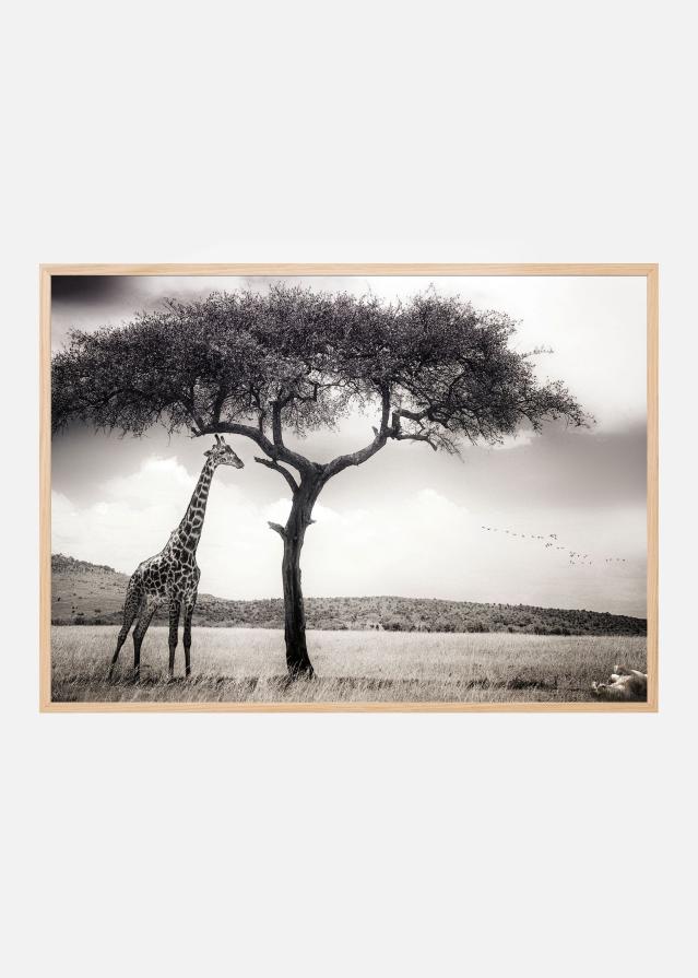 Under the African sun Постер