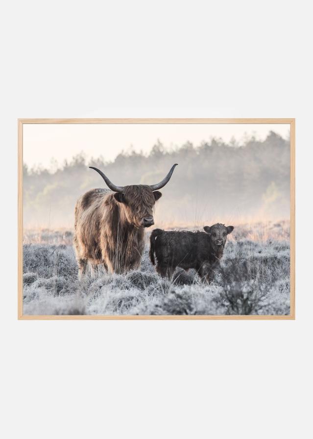 Highlander and Calf Постер