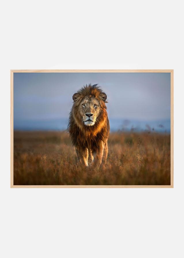 Lion Close Up Постер