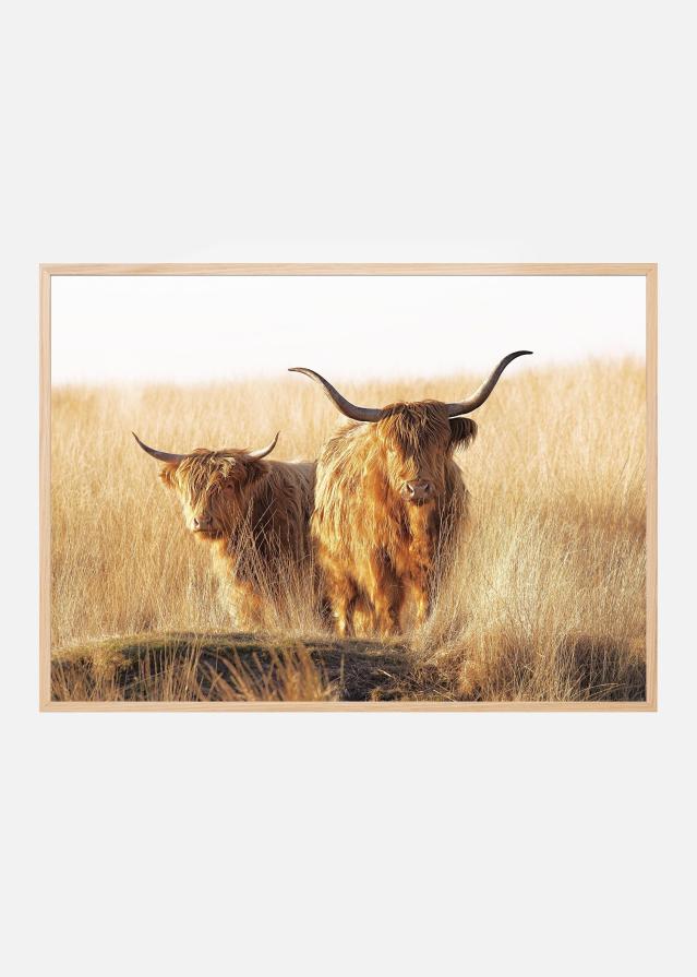 Young and old Highlander Постер