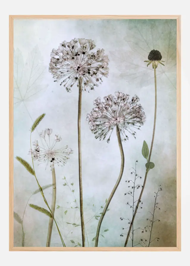 Allium Постер