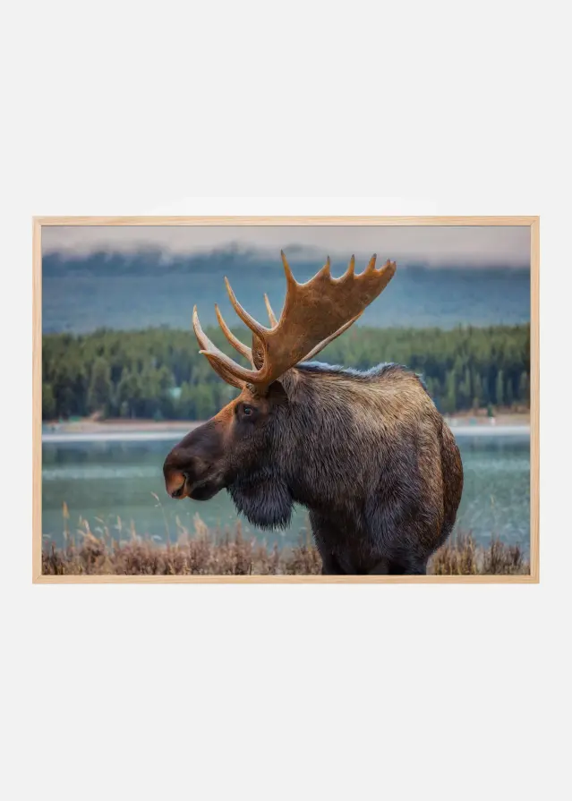 Moose Постер