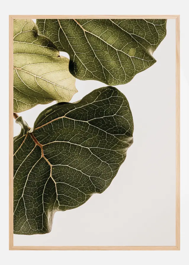 Abutifolia No1 Постер