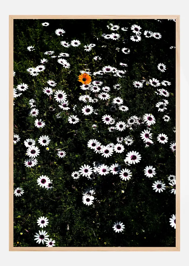 Namaqua Постер