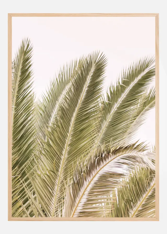 Oasis Palm 01 Oa 01 Постер