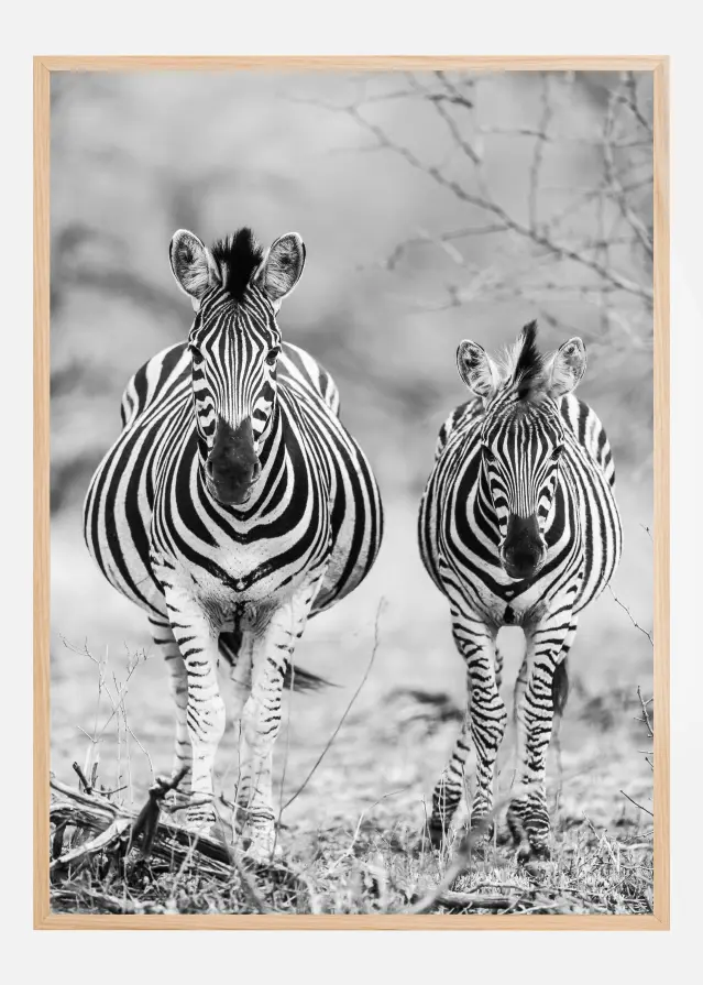 Striped Horse Front On Постер