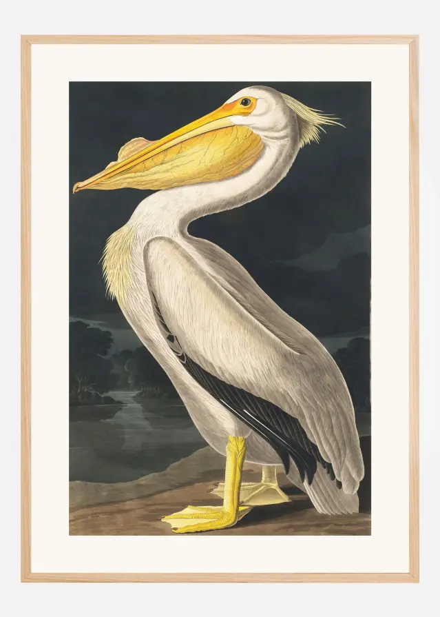 American White Pelican From Birds of America (1827) Постер