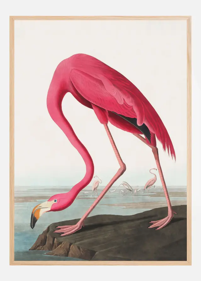 Pink Flamingo Ii From Birds of America (1827) Постер
