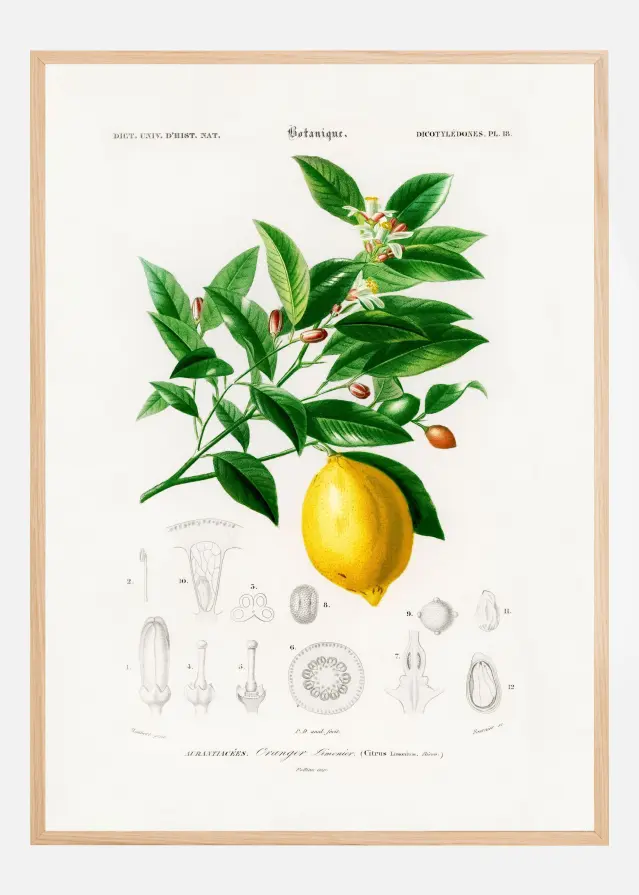 Lemon (citrus Limonium) Постер