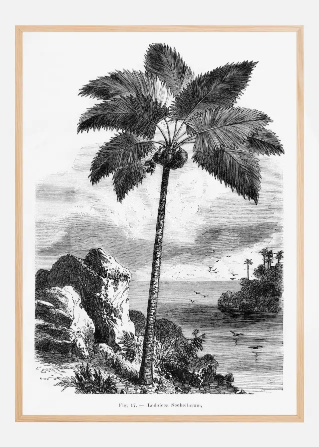 Vintage Palm Tree Drawing I Постер