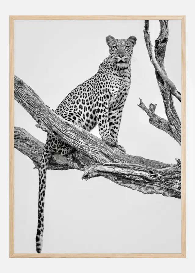 Leopard Portrait Постер