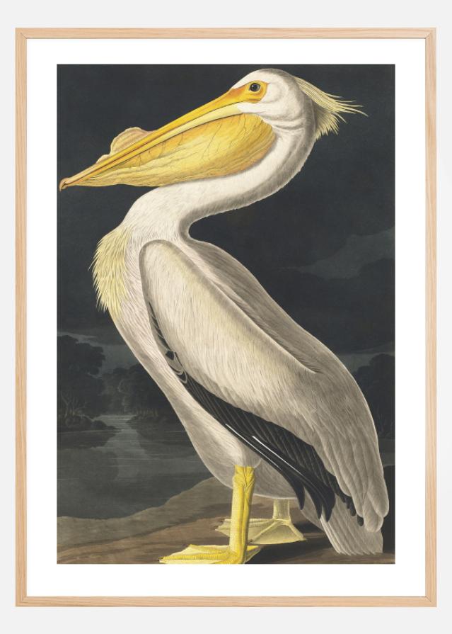 American White Pelican Постер