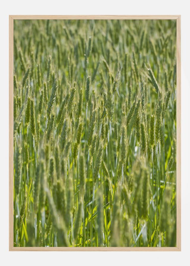 Green Wheat Field Постер