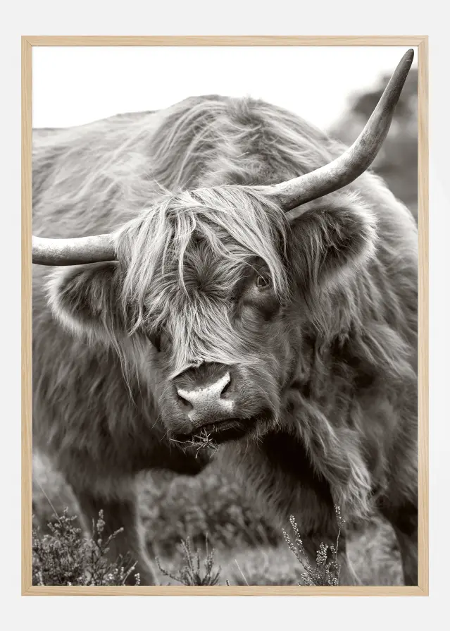 The Bull Постер