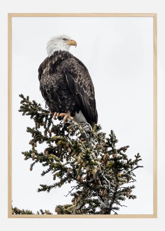 Eagle Постер
