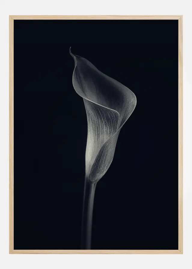Calla Lily Постер