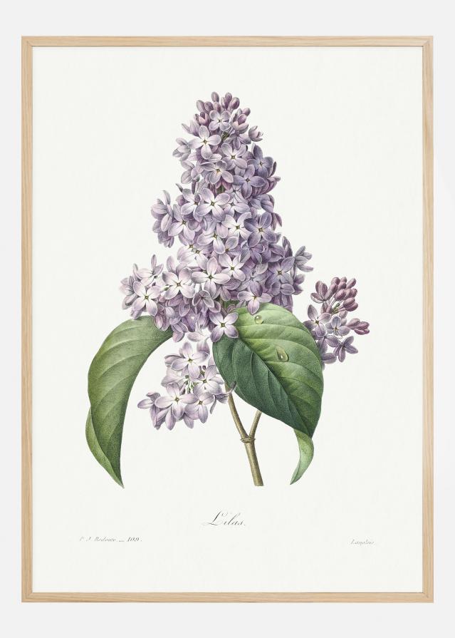 Lilac Flower Постер
