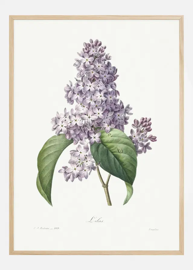 Lilac Flower Постер