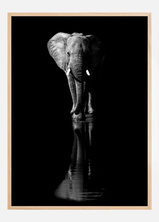 Elephant Постер
