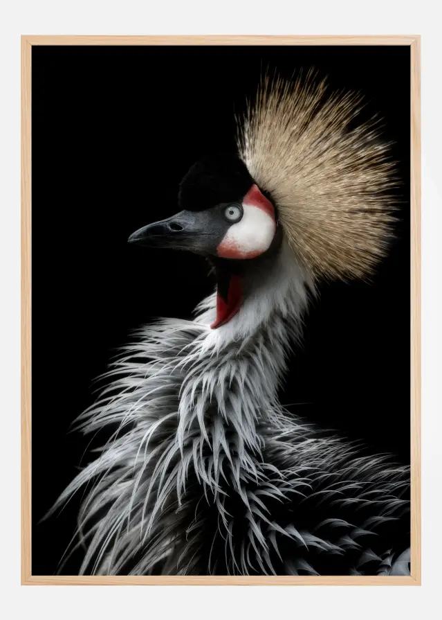 Crowned cranes portrait Постер