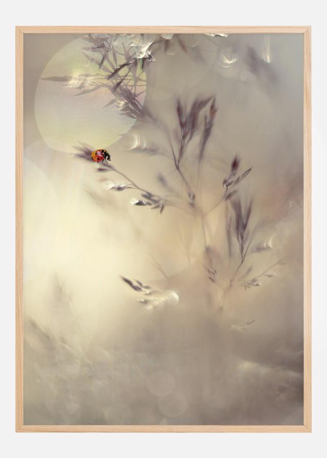 Little Lady Постер