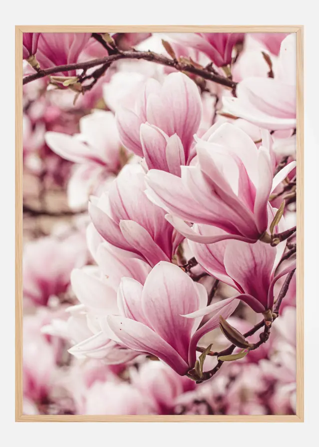 Magnolia Tree Постер