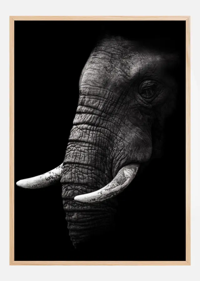 Portrait Elephant Постер