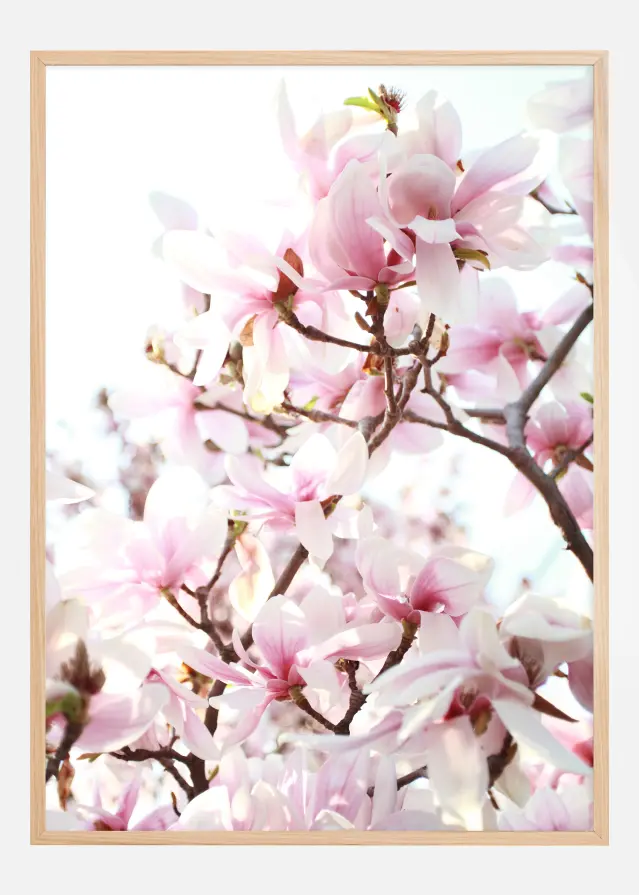 Cherry Trees Постер